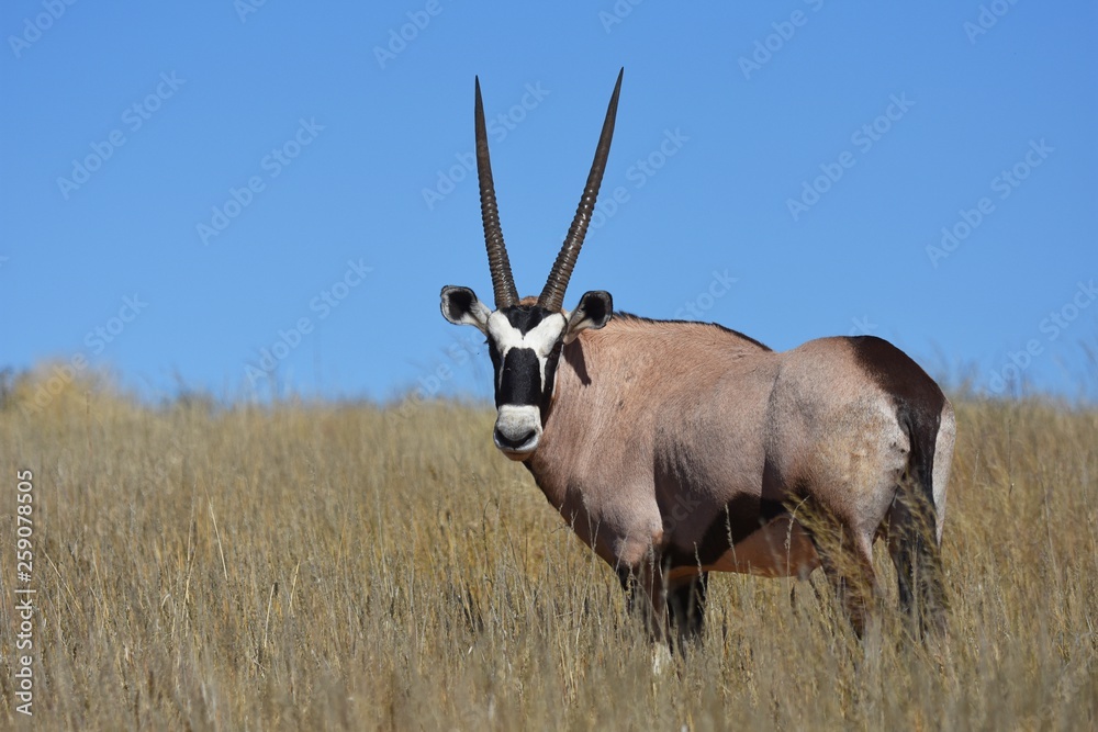 Fototapeta premium Oryx (oryx gazella) in der Kalahari in Südafrika