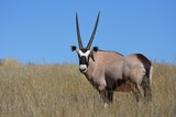 Oryx (oryx gazella) in der Kalahari in Südafrika