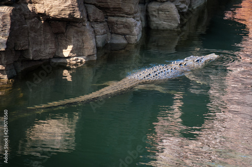 Crocodile swimming on the surface of the water