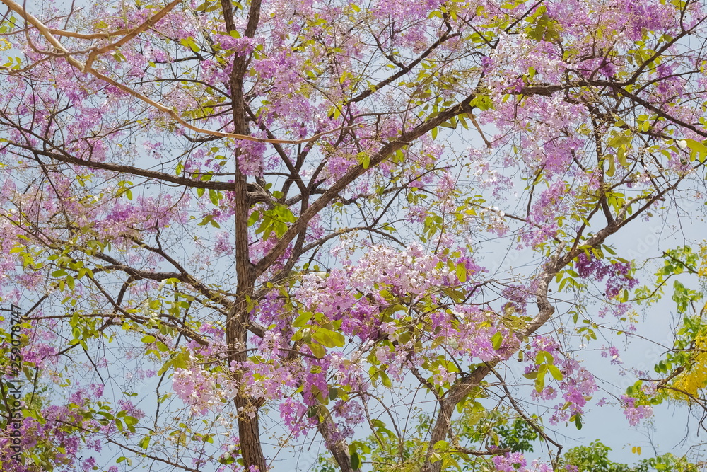 Beautiful Pride of India or Inthanin flower in Thailand blossom on tree branches, other names Queen's flower, Queen's crape myrtle, Jarul, Pyinma, Lagerstroemia speciosa (L.) Pers. Beautiful Pride of India or Inthanin flower in Thailand blossom on tree branches, other names Queen's flower, Queen's crape myrtle, Jarul, Pyinma, Lagerstroemia speciosa (L.) Pers.