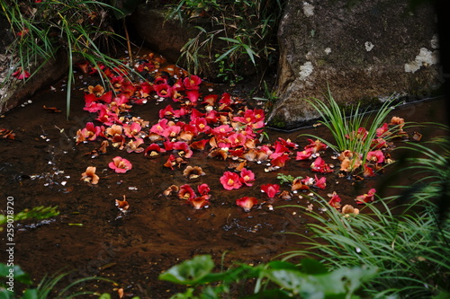 枯れて落ちた椿の群生