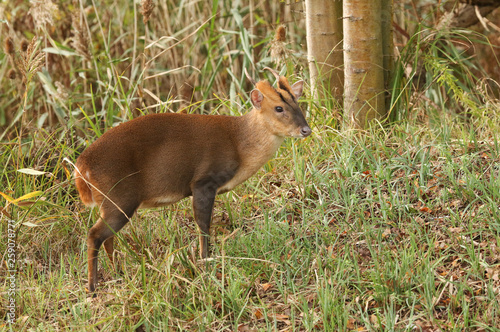 A stunning stag Muntjac Deer (Muntiacus reevesi) standing on an island in the middle of a lake.	 photo