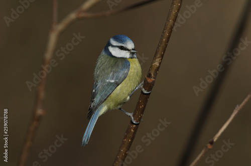 A pretty Blue Tit (Cyanistes caeruleus) perched on a branch in a tree. It has been searching around for insects to eat.	