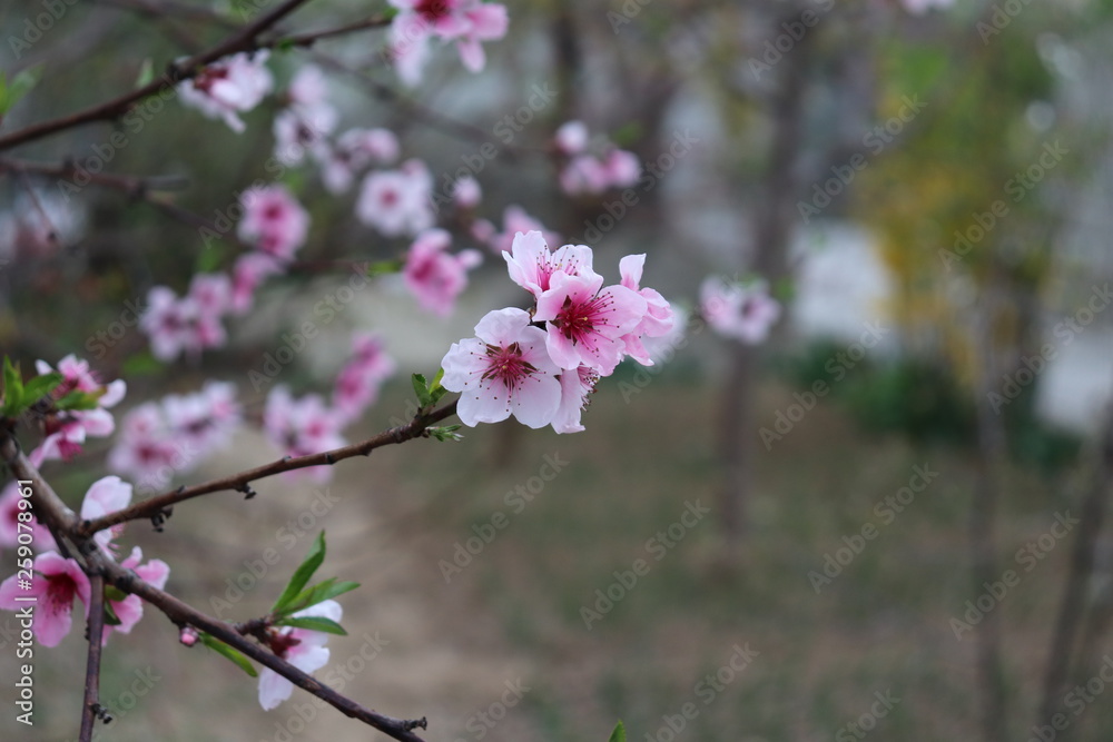 cherry blossoms cherry blossoms