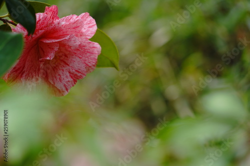 淡い色合いのつばきの花
