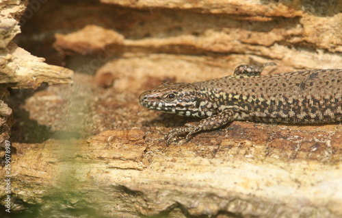 A beautiful Wall Lizard  Podarcis muralis  basking in the sun on a tree trunk on the isle of Wight.