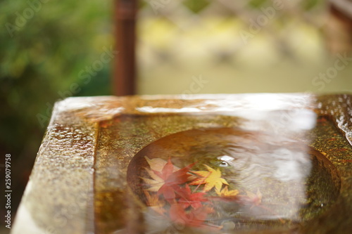 秋に色づく紅葉が水に沈む