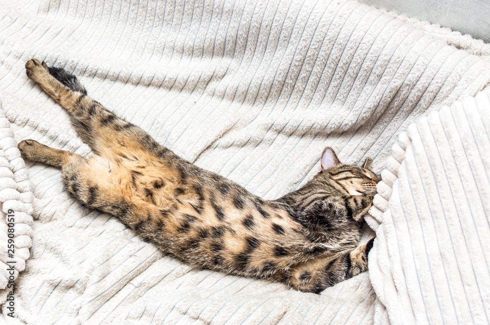 cat sleeps on the bed stretched to its full height.