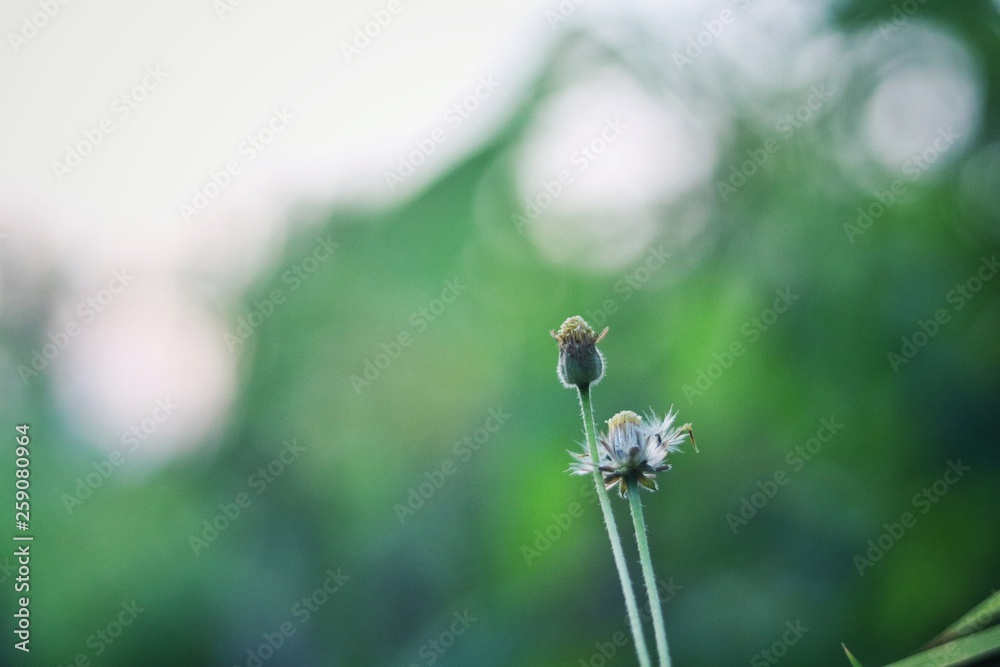 Bokeh image of a flower in green background