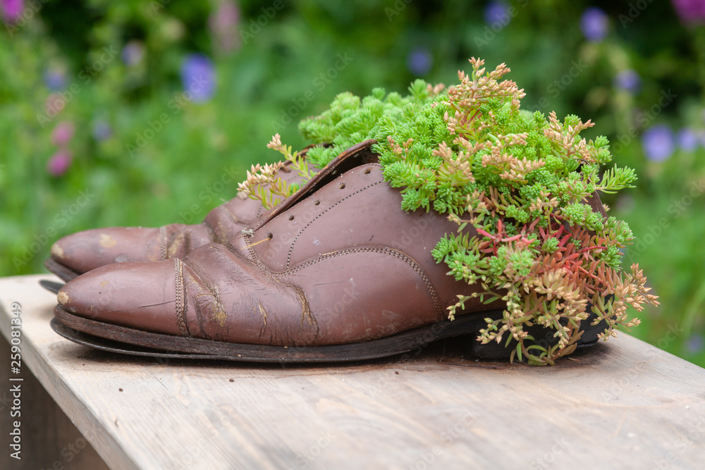 Jardin insolite - pot de fleur en chaussure Photos | Adobe Stock