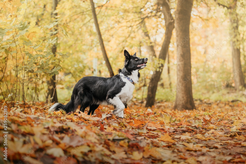 Border collie dog in autumn