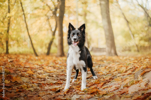 Border collie dog in autumn