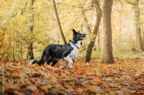 Border collie dog in autumn