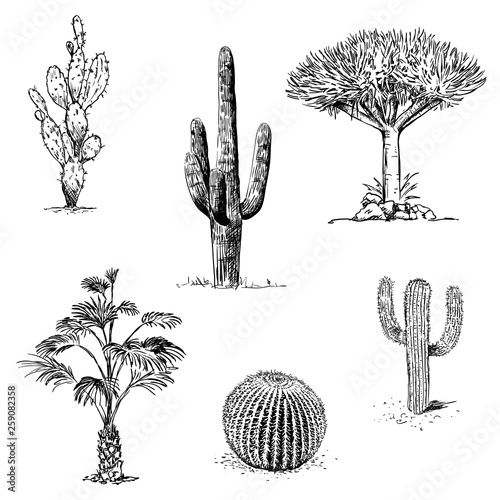 Vintage hand drawn illustrations with cactus and succulents in engraving style. Sketches of floral objects isolated on white for design
