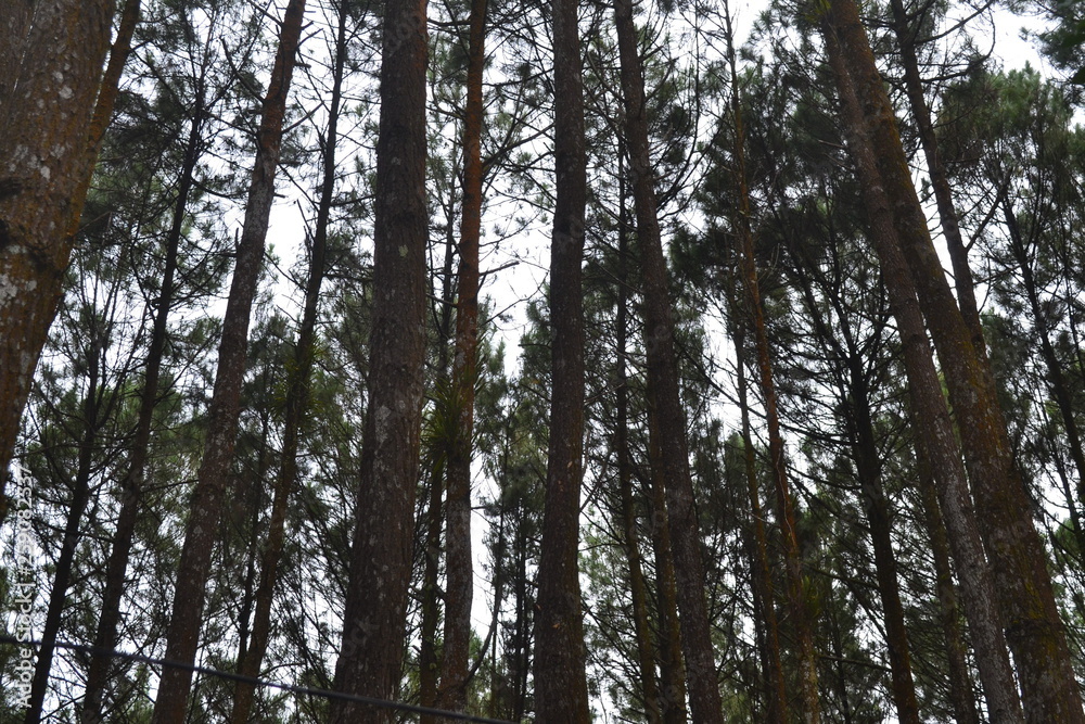 Fototapeta premium looking up, low angle shot,