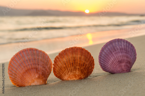 Sea shells on the beach at sunset
