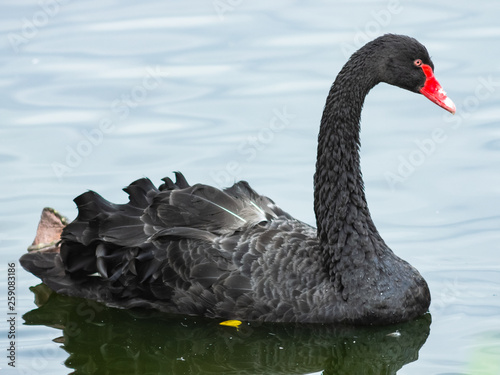 Black Swan  Cygnus atratus  swimming in pond close-up portrait  selective focus  shallow DOF