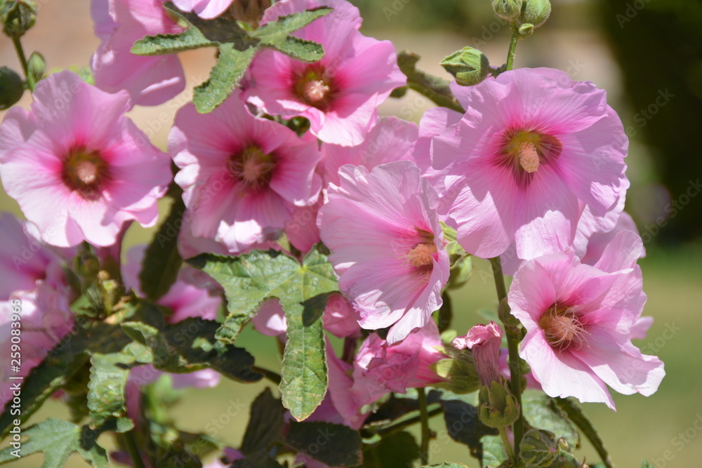 Naklejka premium Stockrose