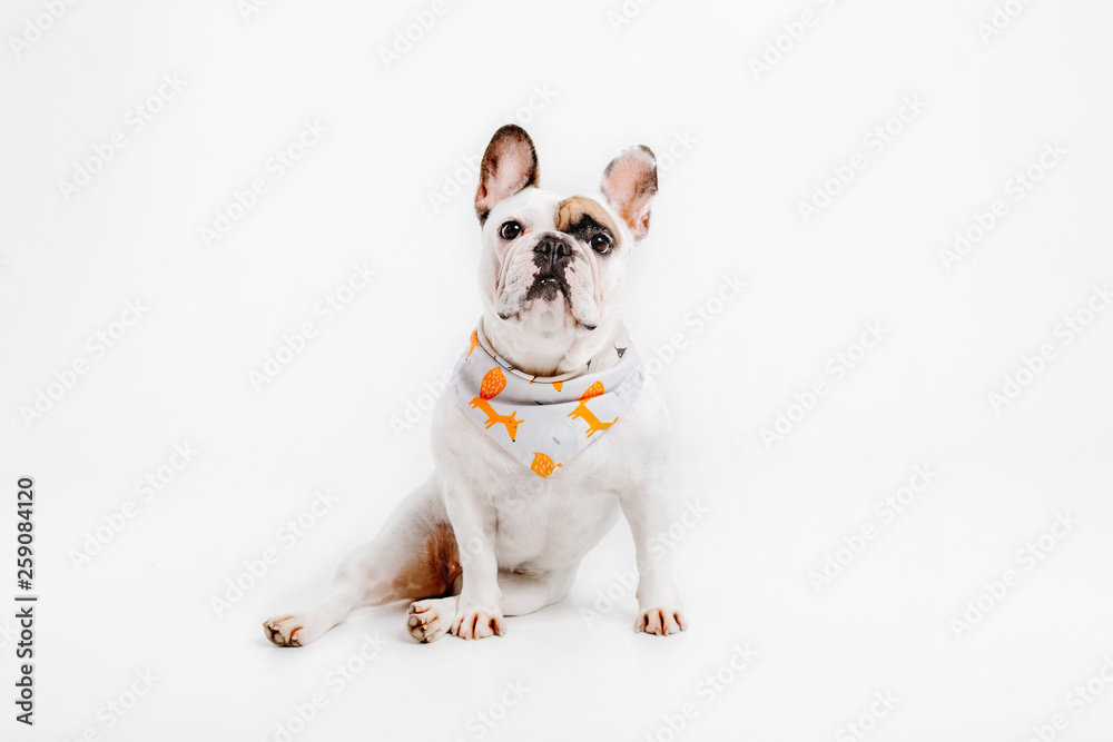 French Bulldog. Clothes for dogs. Dressed dog isolated on white background