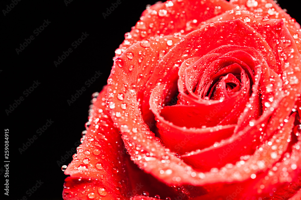 Macro photo of beautiful single red rose Macro photo of beautiful single red rose