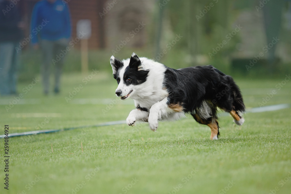 Border collie dog playing at dog-frisbee