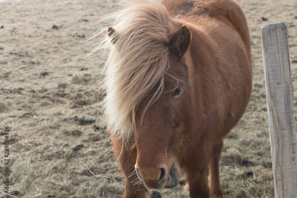 Horses in the mountains in Iceland.Icelandic horses. The Icelandic horse is a breed of horse developed in Iceland Horses in the mountains in Iceland.Icelandic horses. The Icelandic horse is a breed of horse developed in Iceland