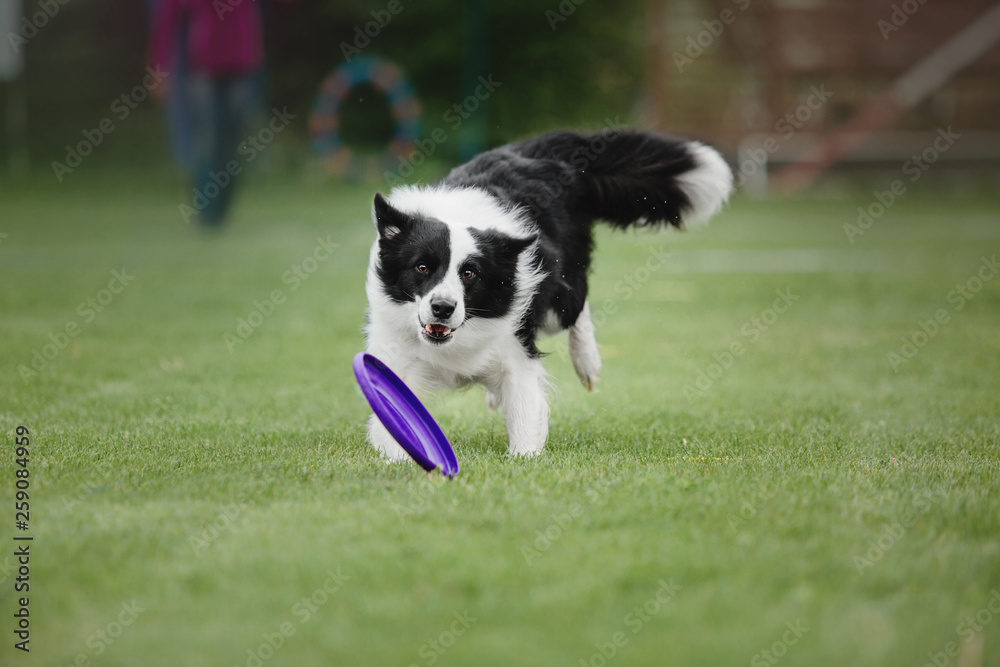 Border collie dog playing at dog-frisbee Border collie dog playing at dog-frisbee