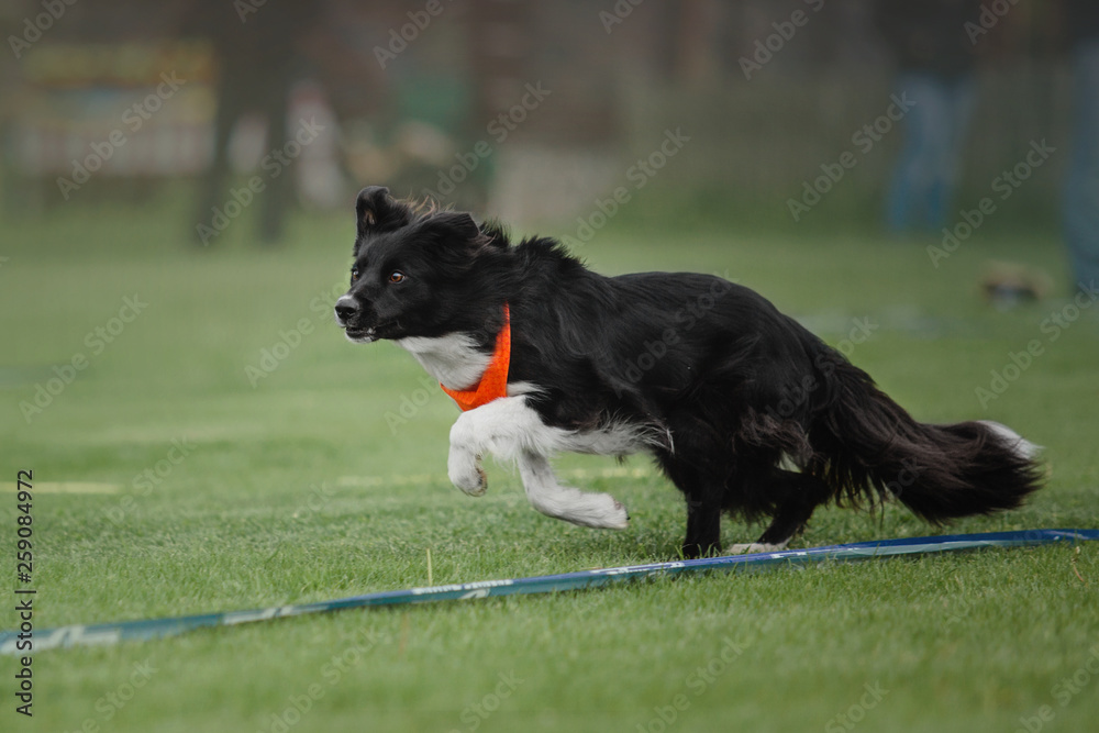 Border collie dog playing at dog-frisbee