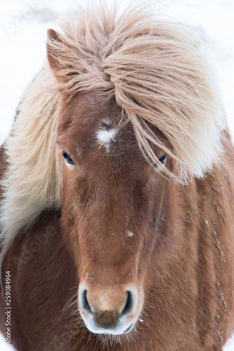 Horses in the mountains in Iceland.Icelandic horses. The Icelandic horse is a breed of horse developed in Iceland