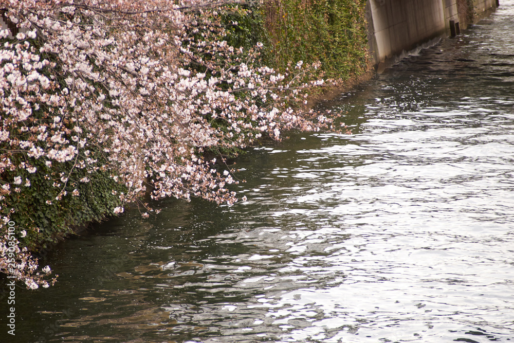 目黒川の桜