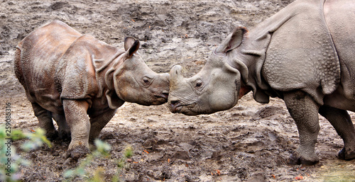 Beautiful image of One Horned Rhinoceros. Close up photo of an adult rhino and calf rhino. Amazing wildlife of a National Reserve. Wild powerful animals in National Parks. Wonderful landscape