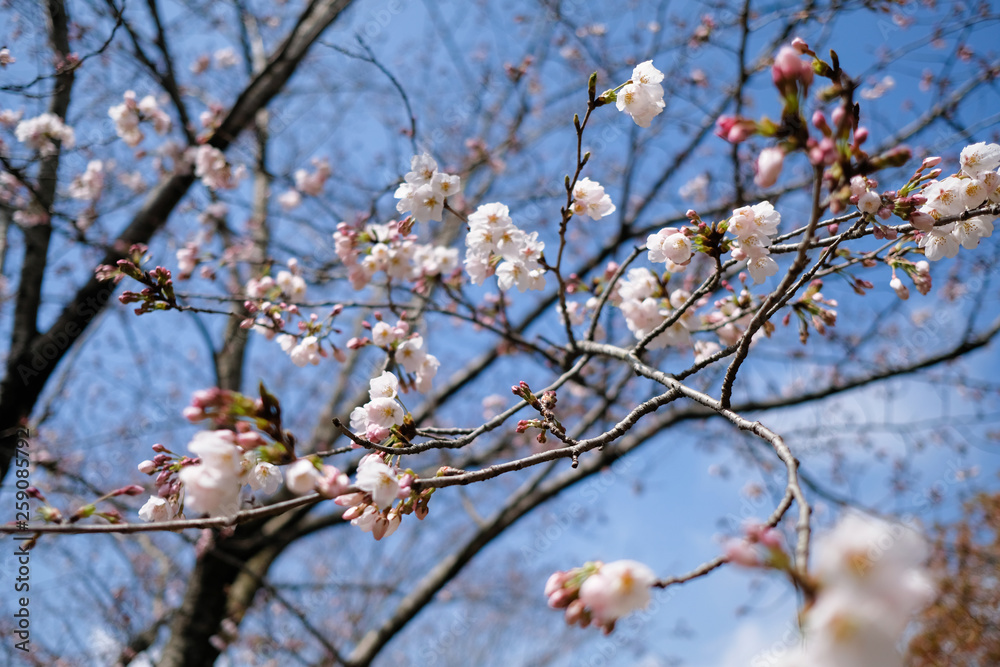 北本の桜 北本の桜