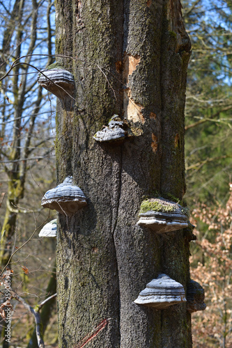 bois foret arbre environnement planète climat champignon parasite photo