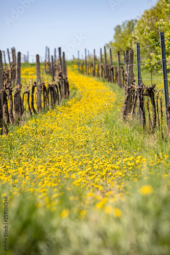 vineyard rows covered with flowers