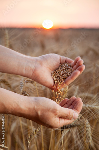 man pours wheat from hand to hand on the background of wheat field