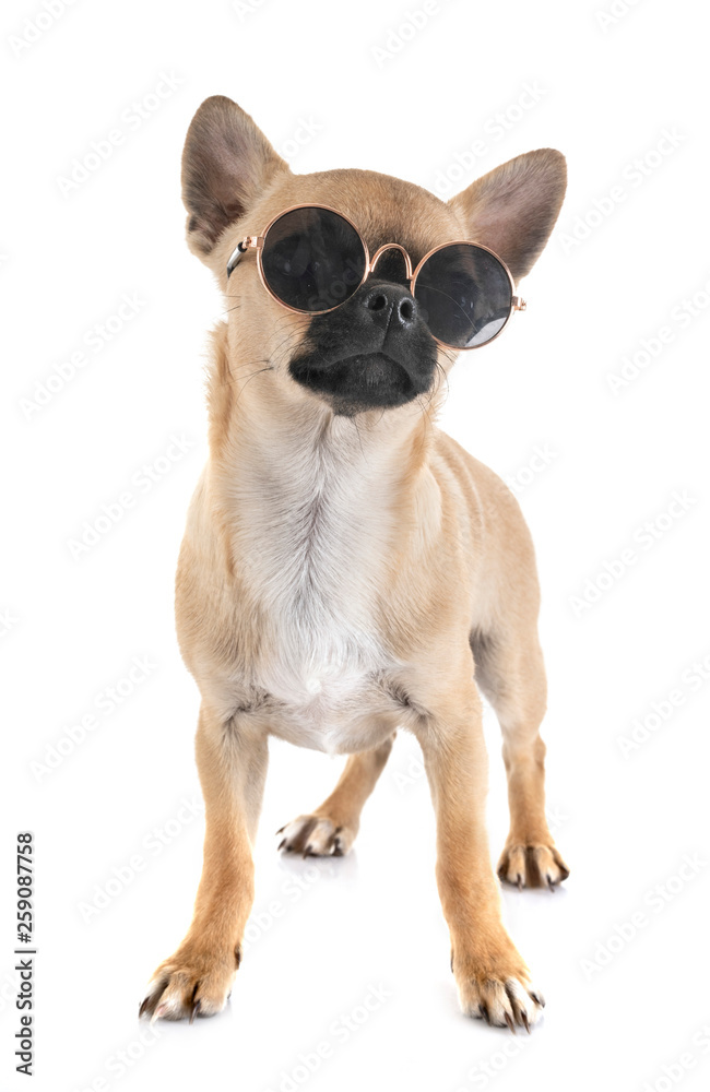 Fototapeta premium chihuahua in studio