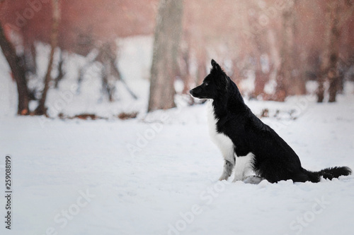Border Collie dog playing with a flying disc on a background of snowy winter landscape