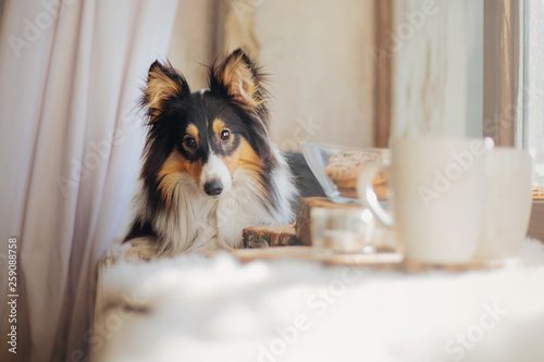 Fototapeta Naklejka Na Ścianę i Meble -  Dog with breakfast. Coffe and tea with cakes on the wooden plate. Shetland sheepdog (Sheltie)