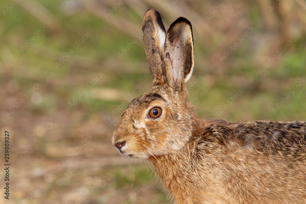 Obraz premium wild lebender Feldhase portrait seitlich