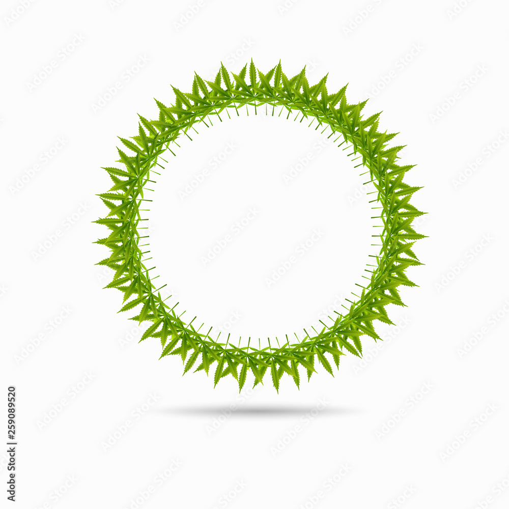 Marijuan leaves isolated on white background. Marijuan leaves isolated on white background.