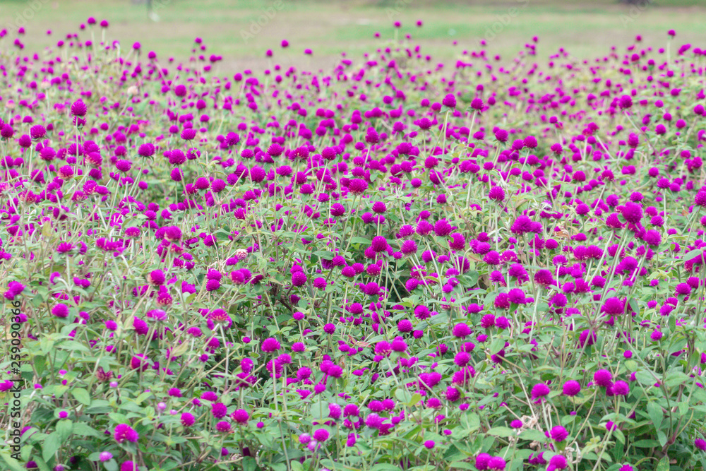 Selective focus beautiful Gomphrena globosa flower blooming in spring season.Also called Globe Amaranth,Makhmali and Vadamalli.Purple flower in the garden.