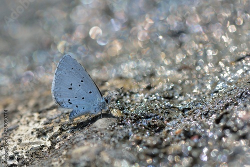 Butterfly from the Taiwan (Celastrina sugitanii shirozui) Cedar Valley Glass butterfly in water photo