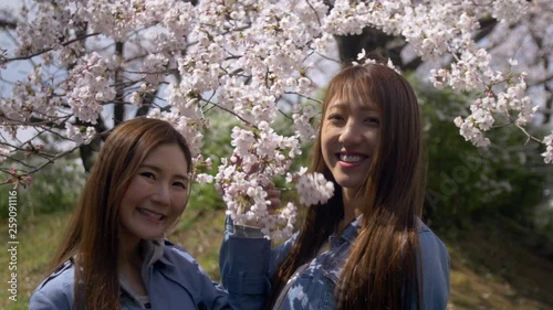 Attractive friends happy to see the new cherry blossoms in Japan, 4K