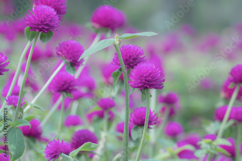Selective focus beautiful Gomphrena globosa flower blooming in spring season.Also called Globe Amaranth,Makhmali and Vadamalli.Purple flower in the garden. © alohapatty