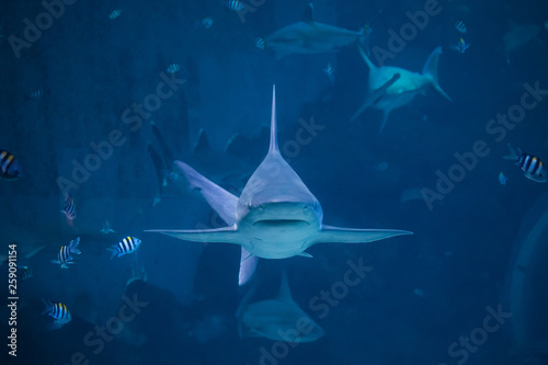 Photography A silvertip shark swimming toward camera in a blue water aquarium in Singapore