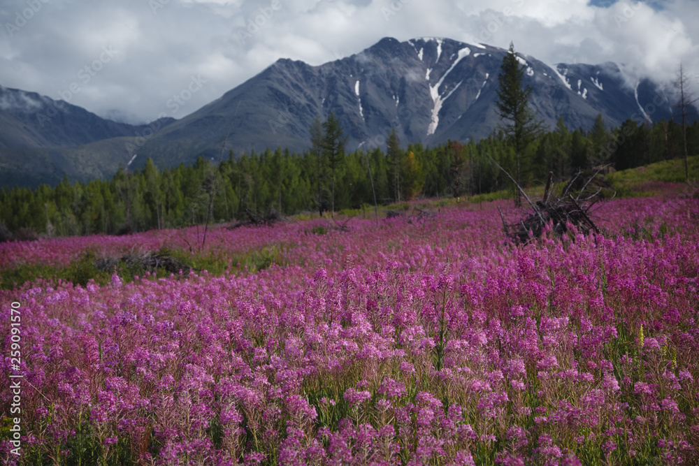 The concept of medicinal herbs. Flowers of Ivan-tea in the Altai highlands. Flower lilac field The concept of medicinal herbs. Flowers of Ivan-tea in the Altai highlands. Flower lilac field