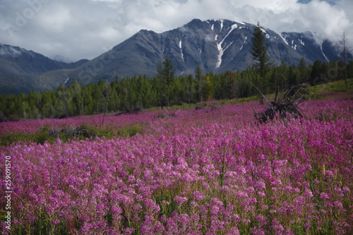 The concept of medicinal herbs. Flowers of Ivan-tea in the Altai highlands. Flower lilac field