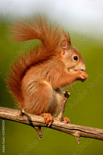 Eichhörnchen © JuergenL