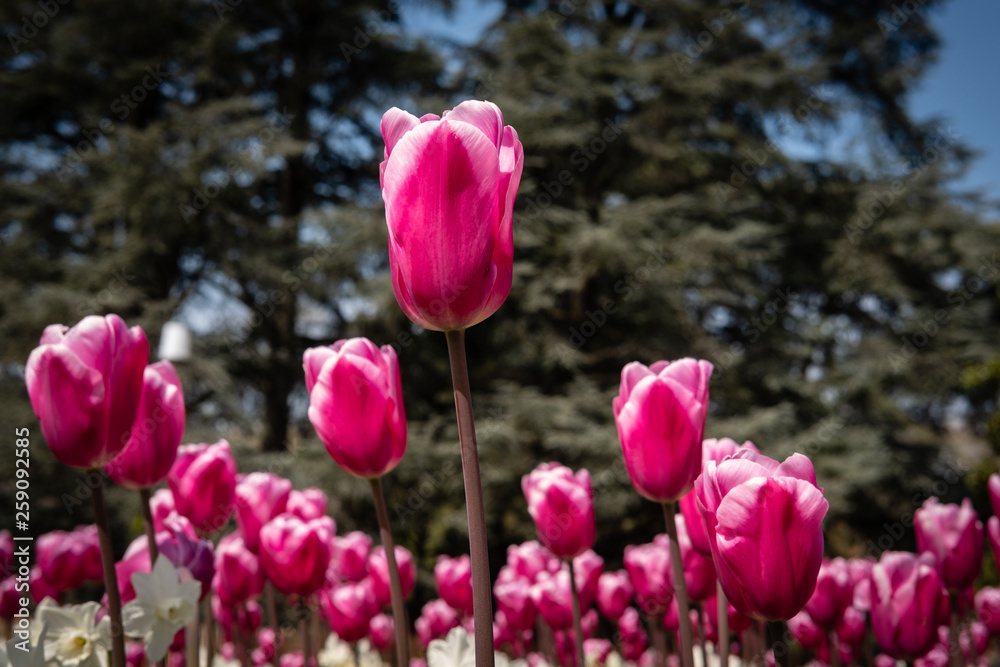 Fototapeta premium Tulipes
