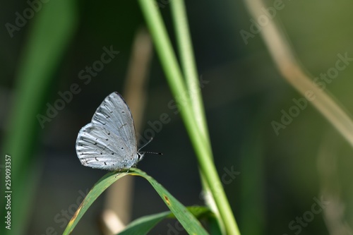Butterfly from the Taiwan (Udara dilecta) Udara dilecta little butterfly photo